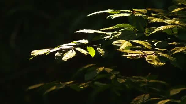 Grüne Blätter im Wind, Nahaufnahme auf schwarzem Hintergrund. — Stockvideo