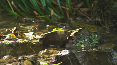 orman akarsu taş alttan akar, Güneş ışınları suda yansıtmak ve pırıltılar yapmak