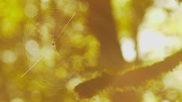Cobweb high on a tree in a dense forest. The trees in the moss sun glare. Fairy forest. Halloween — Stock Image Cobweb high on a tree in a dense forest. The trees in the moss sun glare. Fairy forest. Halloween Stock Photo