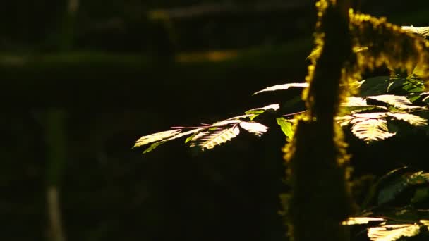 風力、黒い背景にクローズ アップで緑の葉. — ストック動画