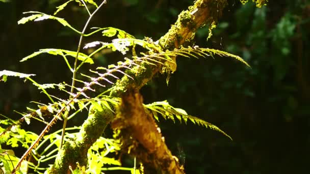 Feuilles vertes dans le vent, gros plan sur un fond noir . — Video