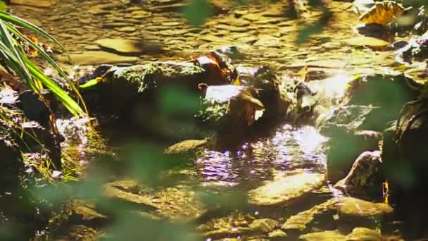 Лесной ручей течет по каменному дну, солнечные лучи отражаются в воде и сверкают — стоковое видео