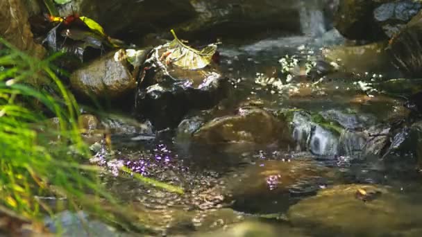 Bos stream stroomt door stenen onder, de zonnestralen weerspiegelen in het water en maak sparkles — Stockvideo