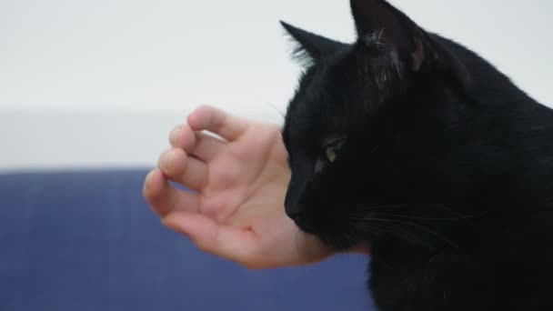 Bir kedi kız. Güzel sarışın kız yatakta yatan ve siyah kedisinin okşama. Hayvanlar için bakım. Evcil hayvan sevgisi — Stok video