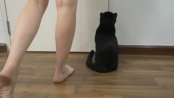 En svart katt sitter vid dörren väntar på honom att öppna dörren. Närbild av kvinnliga ben. Kvinnan öppnar dörren till katten — Stockvideo