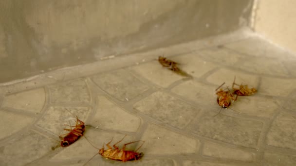Zblízka obrovský šváb mrtvého na podlaze mimo — Stock video