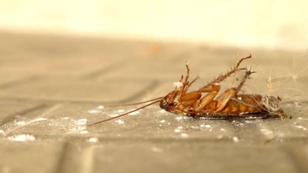 Закрыть огромный таракан мертвым на полу снаружи — стоковое видео