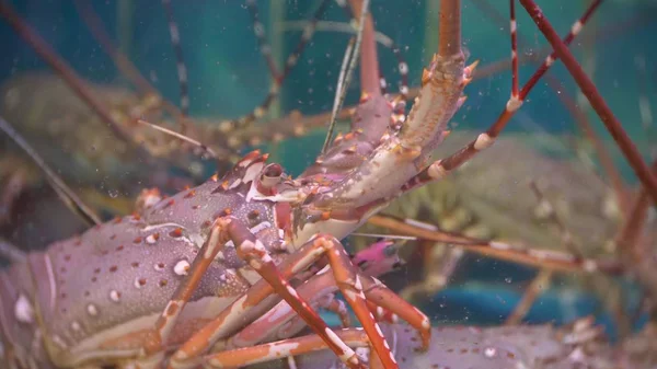 Closeup view of alive sea inhabitants in special containers with water. fish market. Lobsters in the restaurant aquarium tank for sale to diners. — Stock Photo, Image