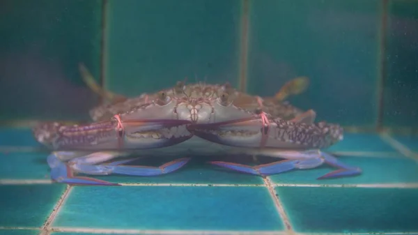 Vista de perto dos habitantes do mar vivo em recipientes especiais com água. mercado de peixe. Lobsters no aquário restaurante tanque para venda a comensais . — Fotografia de Stock