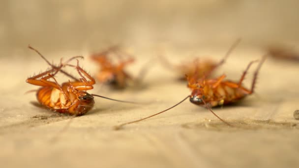 外床に巨大なゴキブリ死者を閉じる — ストック動画