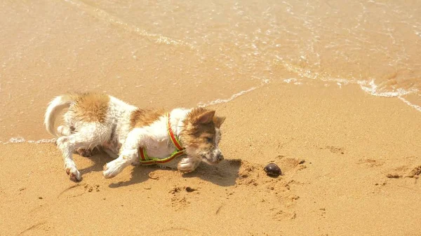Štěně na postroji hraje na písku a vlny na pláži. — Stock fotografie