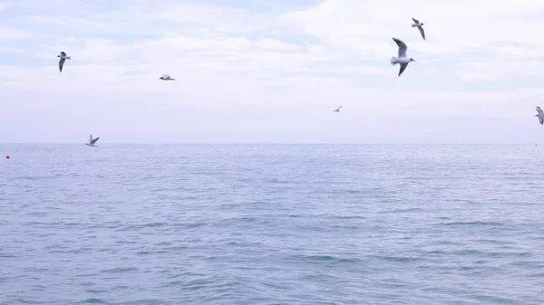 En flock hungriga måsar flyger över vattnet och äta mat över havet. Seascape. — Stockfoto
