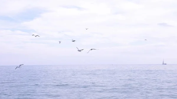 Nälkäisiä lokkeja, jotka lentävät veden yllä ja syövät ruokaa meren yllä. merimaisema . — kuvapankkivalokuva