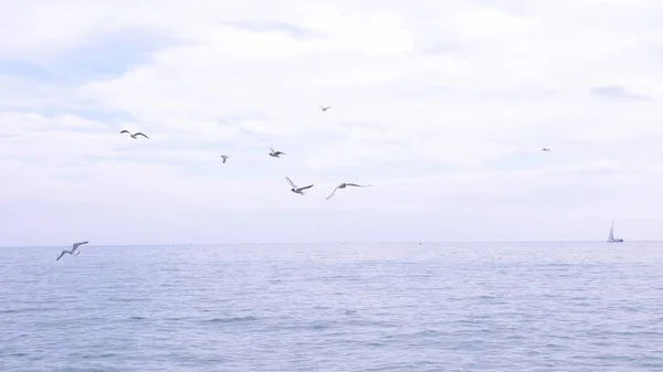 Un troupeau de goélands affamés survolant l'eau et mangeant de la nourriture au-dessus de la mer. paysage marin . — Photo