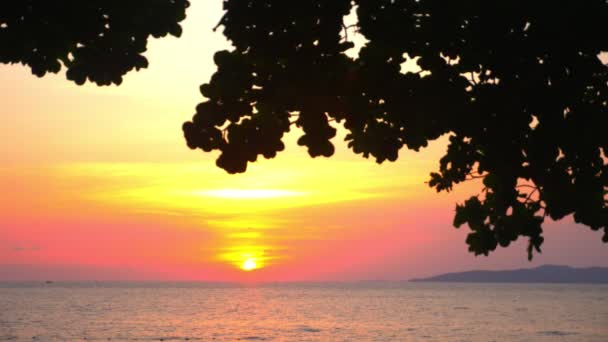 Silhueta de folhas de uma grande árvore contra um pôr do sol brilhante sobre o mar — Vídeo de Stock