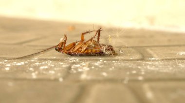 büyük hamam böceği ölü katta kapatın