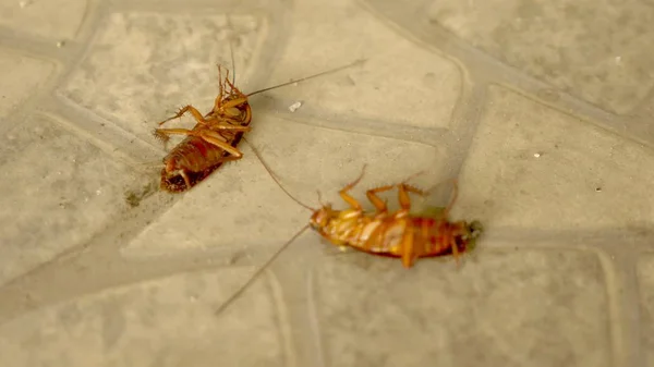 Vicino enorme scarafaggio morto sul pavimento fuori — Foto Stock