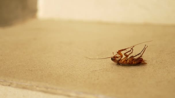 Закрыть огромный таракан мертвым на полу снаружи — стоковое видео