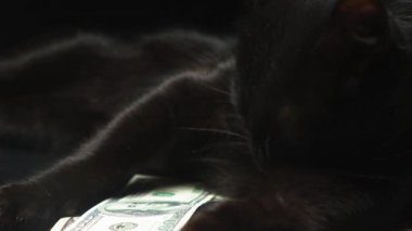 Pencere üzerinde oturan siyah kedi
