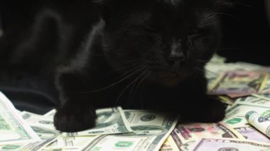Pencere üzerinde oturan siyah kedi