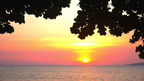 Silhueta de folhas de uma grande árvore contra um pôr do sol brilhante sobre o mar — Fotografia de Stock