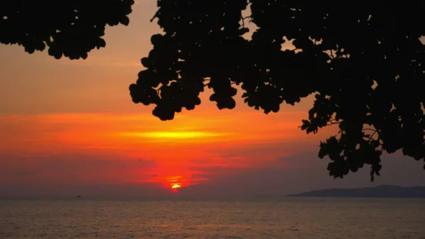 Silhueta de folhas de uma grande árvore contra um pôr do sol brilhante sobre o mar . — Fotografia de Stock
