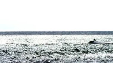 Su sporları. siluet, bir adam bir motosiklet üzerinde denizde yüzen.