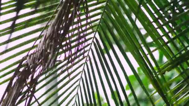 Detail. Tropický déšť, období srážek. Déšť na pozadí palmového listí. — Stock video