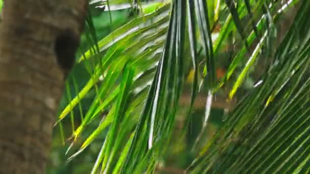 Крупным планом. Тропические дожди, сезон осадков. Дождь на фоне пальмовых листьев . — стоковое видео