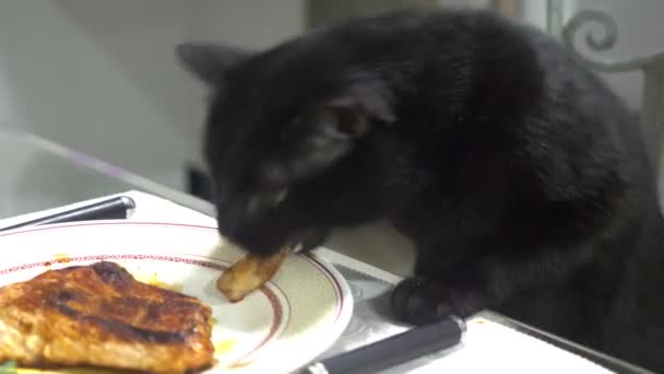 Zwarte kat steelt stuk vlees uit de keukentafel — Stockvideo