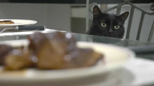 Gato preto assistindo um pedaço de carne na mesa da cozinha . — Fotografia de Stock