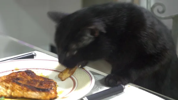 Černá kočka krade kus masa z kuchyňského stolu — Stock fotografie