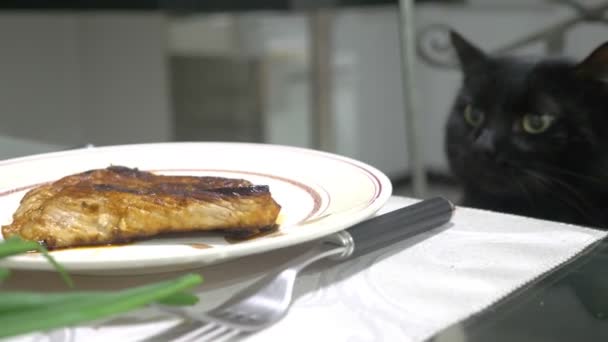 Svart katt titta på en bit kött på köksbordet. — Stockvideo