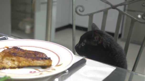 黒猫キッチン テーブルの上の肉の部分を見て. — ストック動画