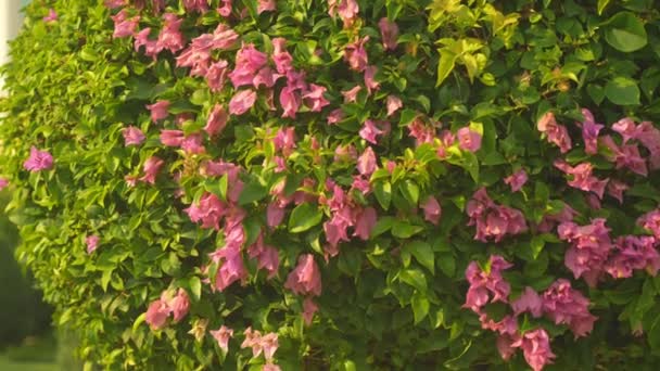 Flores rosadas en un árbol en un parque tropical — Vídeo de stock