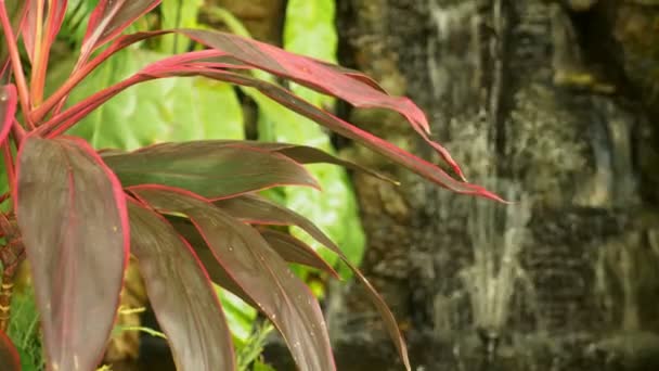 Stora konstgjorda vattenfall inramat av rosa blommor och gröna blad. — Stockvideo