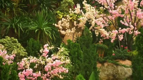 Fleurs Roses Sur Arbre Dans Parc Tropical — Video