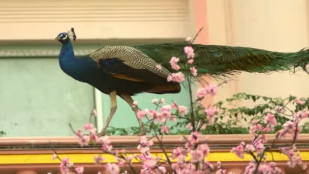 Peacocks walking on the walls of the Eastern Palace. — Stock Video