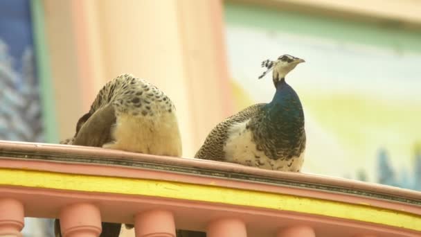 Pávi chůzi na zdech paláce východní. — Stock video