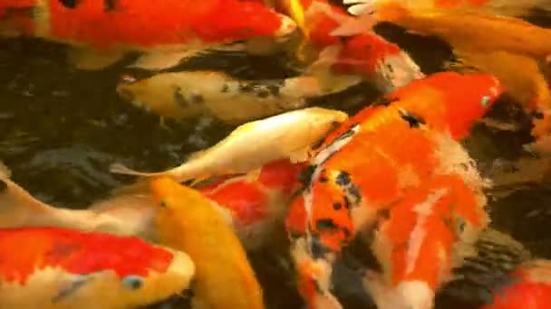 Belle carpe miroir de poisson coloré nager dans l'eau claire .