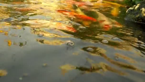 Schöne Bunte Fischspiegel Karpfen Schwimmen Klaren Wasser — Stockvideo