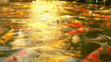 Güzel renkli balık ayna sazan yüzerek temiz su.