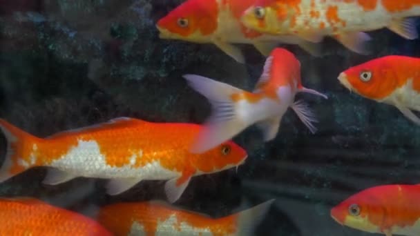 Vackra färgglada fiskar spegel karp simma i det klara vattnet. — Stockvideo