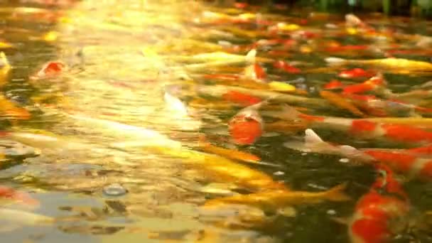 Schöne bunte Fischspiegel Karpfen schwimmen im klaren Wasser. — Stockvideo