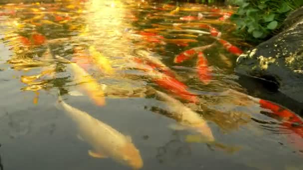 Schöne bunte Fischspiegel Karpfen schwimmen im klaren Wasser. — Stockvideo