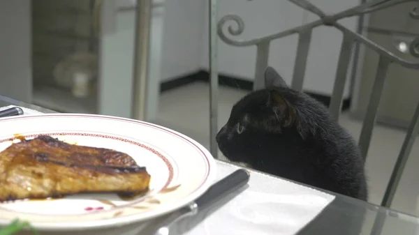 Chat noir regardant un morceau de viande sur la table de cuisine . — Photo