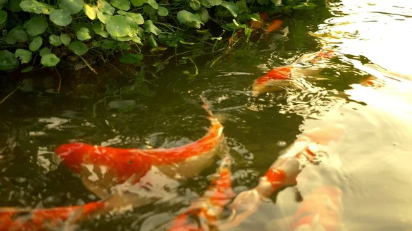 Schöne bunte Fischspiegel Karpfen schwimmen im klaren Wasser. — Stockfoto