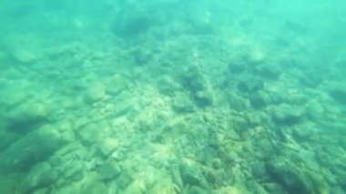 seyir belgili tanımlık sualtı dünya ve küçük tropikal balık su altında bir adam birinci şahıs bakış, yüzer