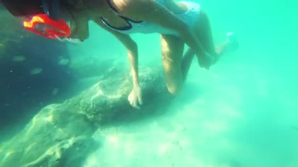 Fille dans un masque sous-marin nage sous l'eau, regarde le monde sous-marin et les petits poissons tropicaux — Video