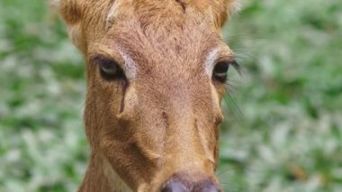 Karaca ot ormanda capreolus yiyor. Doğada vahşi karaca. yakın çekim